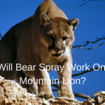 Does Bear Spray Work on Mountain Lions?