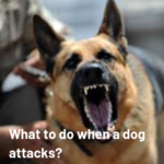 Best Protection Devices to Use Against Dog Attacks